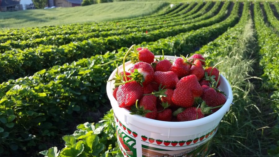 Strawberries picked in Fairfax during their 2016 harvest