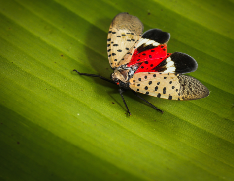 Getting Educated: Spotted Lanternflies