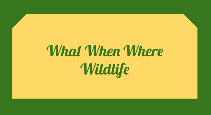 What When Where Wildlife: The Lone Star Tick