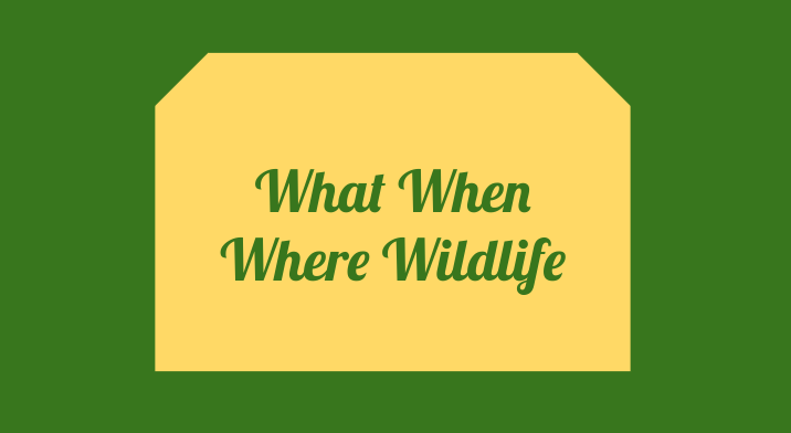 What When Where Wildlife: Goes Domesticated